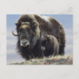 Moschusochse mit Kalb Postkarte