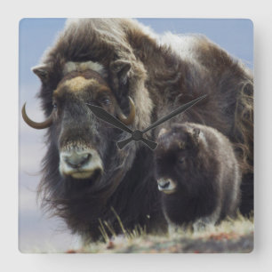 Moschusochse mit Kalb Quadratische Wanduhr