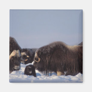 Moschusochse, Ovibos moschatus, Bulle und Kuh Magnet