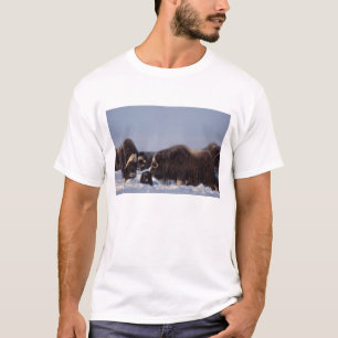 Moschusochse, Ovibos moschatus, Bulle und Kuh T-Shirt