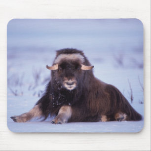 Moschusochse, Ovibos moschatus, Jungbulle Mousepad
