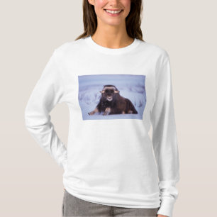 Moschusochse, Ovibos moschatus, Jungbulle T-Shirt