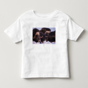 Moschusochse, Ovibos moschatus, Kuh mit Neugeboren Kleinkind T-shirt