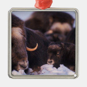 Moschusochse, Ovibos moschatus, Kuh mit Neugeboren Silbernes Ornament