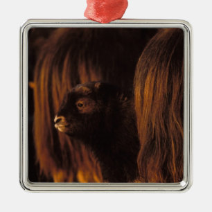 Moschusochse, Ovibos moschatus, neugeborenes Kalb Ornament Aus Metall