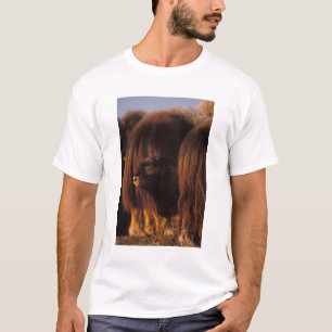 Moschusochse, Ovibos moschatus, neugeborenes Kalb T-Shirt