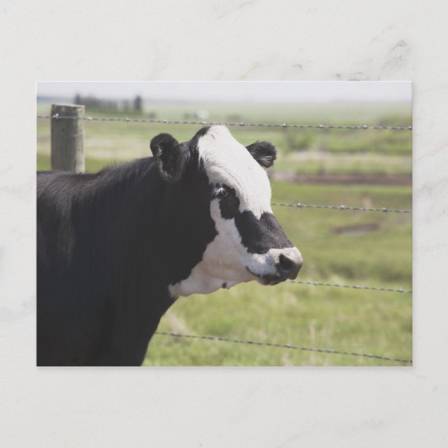 Moseleigh, Alberta, Kanada Postkarte (Vorderseite)