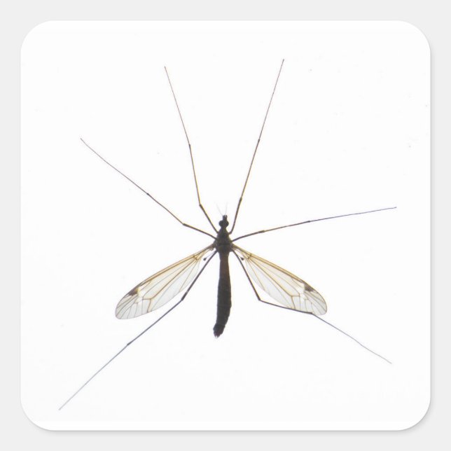 Moskito Quadratischer Aufkleber (Vorderseite)