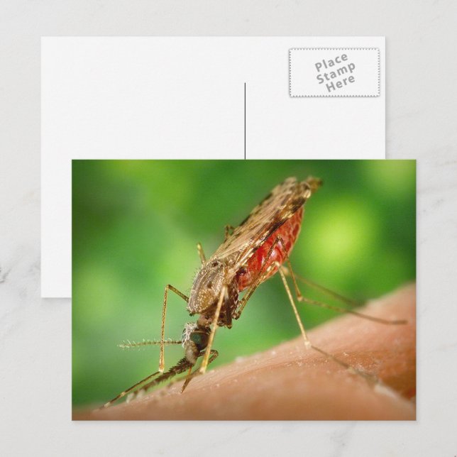 Moskito voller Blutpostkarte Postkarte (Vorne/Hinten)