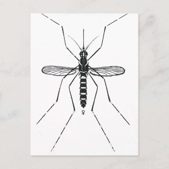 Moskito Wissenschaftliche Nomenklatur, Illustratio Postkarte (Vorderseite)