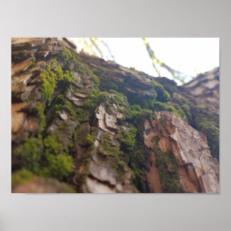 Moss auf Bark Poster