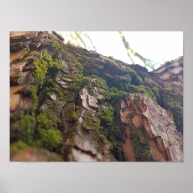 Moss auf Bark Poster (Vorne)