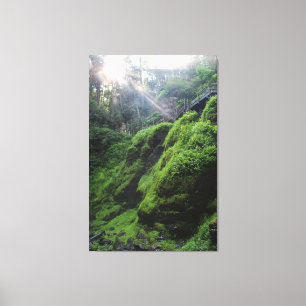 Moss Covered Rocks Canvas Print Leinwanddruck