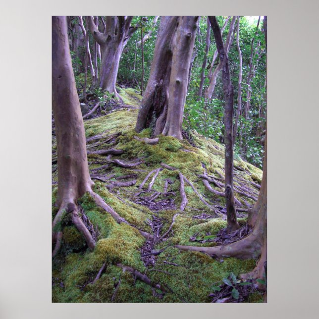 Moss Covered Trail Poster (Vorne)