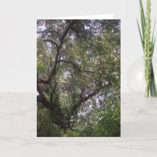 Moss Forest Canopy Custom Louisiana Grußkarte Karte