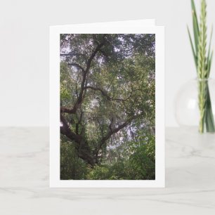 Moss Forest Canopy Custom Louisiana Grußkarte Karte