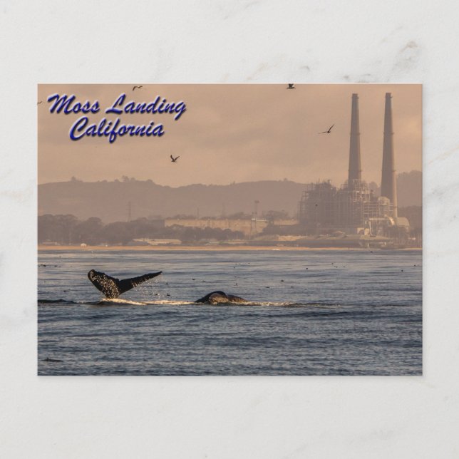 Moss Landing, kalifornische Postkarte (Vorderseite)