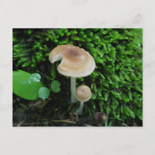 Moss Mshrooms Postkarte