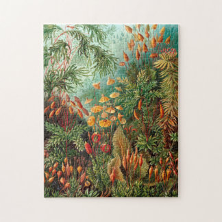 Moss (Muscinae) von Haeckel