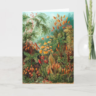 Moss (Muscinae) von Haeckel Karte