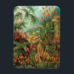 Moss (Muscinae) von Haeckel Magnet<br><div class="desc">Kunstformen der Natur (1904),  Platte 72: Muscinae. Kunstformen der Natur (auch in englischer Sprache als Kunstformen in der Natur bekannt) sind ein Buch des lithographischen und halbtonischen Ausdrucks des deutschen Biologen Ernst Haeckel.</div>