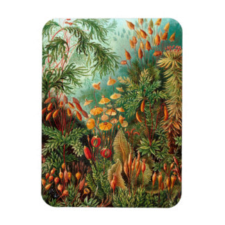 Moss (Muscinae) von Haeckel Magnet