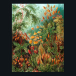 Moss (Muscinae) von Haeckel Poster<br><div class="desc">Kunstformen der Natur (1904),  Platte 72: Muscinae. Kunstformen der Natur (auch in englischer Sprache als Kunstformen in der Natur bekannt) sind ein Buch des lithographischen und halbtonischen Ausdrucks des deutschen Biologen Ernst Haeckel.</div>