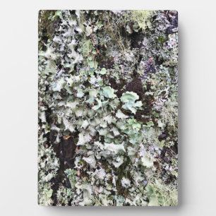 Moss on a Tree, Cape Enttäuschung, Washington Fotoplatte