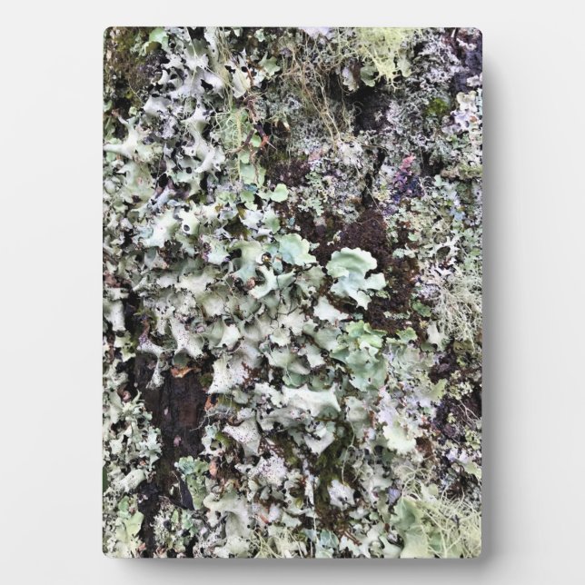 Moss on a Tree, Cape Enttäuschung, Washington Fotoplatte (Vorderseite)