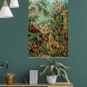 Moss Pflanze Muscinae von Ernst Haeckel Poster
