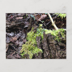 Mosses, Carte postale de réveil du printemps
