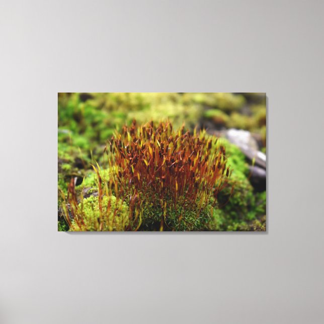 Mosses Leinwanddruck (Vorderseite)