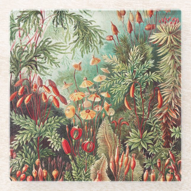 Mosses, Muscinae Laubmoose von Ernst Haeckel Glasuntersetzer (Vorderseite)