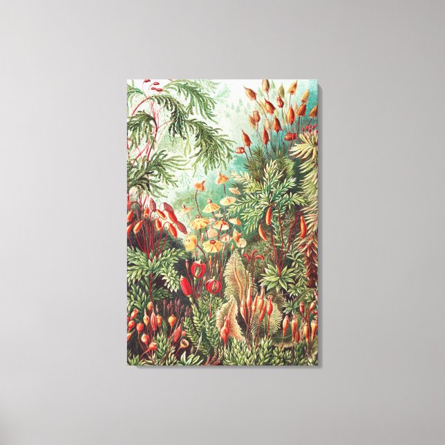 Mosses, Muscinae Laubmoose von Ernst Haeckel Leinwanddruck (Vorderseite)