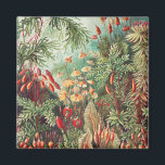 Mosses, Muscinae Laubmoose von Ernst Haeckel Magnet<br><div class="desc">Muscinae Laubmoose von Ernst Haeckel Vintag Pflanze Magnet</div>