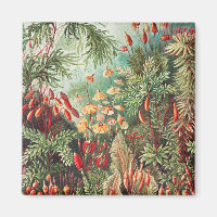 Mosses, Muscinae Laubmoose von Ernst Haeckel