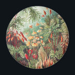Mosses, Muscinae Laubmoose von Ernst Haeckel Magnet<br><div class="desc">Muscinae Laubmoose von Ernst Haeckel Vintag Pflanze Magnet</div>