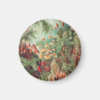 Mosses, Muscinae Laubmoose von Ernst Haeckel
