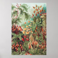 Mosses, Muscinae Laubmoose von Ernst Haeckel