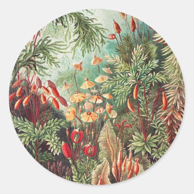 Mosses, Muscinae Laubmoose von Ernst Haeckel Runder Aufkleber (Vorderseite)