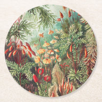 Mosses, Muscinae Laubmoose von Ernst Haeckel