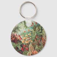 Mosses, Muscinae Laubmoose von Ernst Haeckel