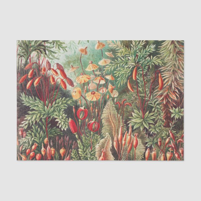 Mosses, Muscinae Laubmoose von Ernst Haeckel Seidenpapier (Vorderseite)
