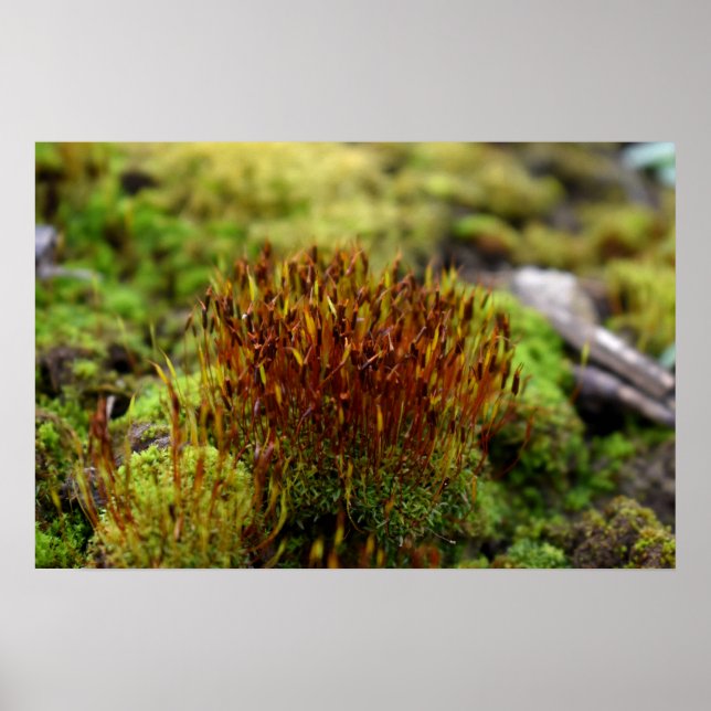 Mosses Poster (Vorne)