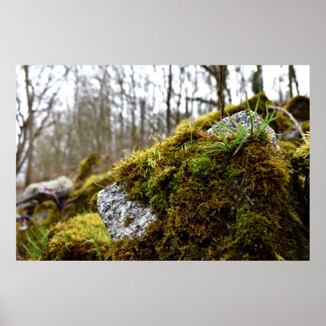 Mosses Poster (Vorne)