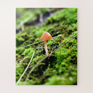Mosses und Lichens mit winzigen Mushroom