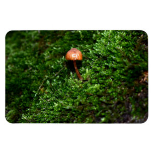Mosses und Lichens mit winzigen Mushroom Magnet