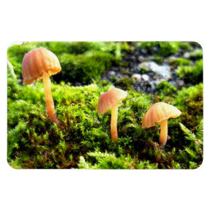 Mosses und Lichens mit winzigen Mushroom Magnet
