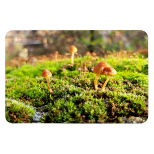 Mosses und Lichens mit winzigen Mushroom Magnet