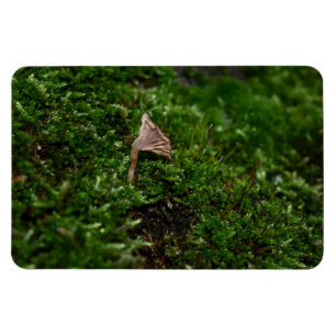 Mosses und Lichens mit winzigen Mushroom Magnet